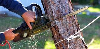 Best Tree Removal Service  in Ballston Spa, NY