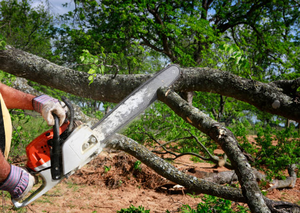 How Our Tree Care Process Works  in  Ballston Spa, NY